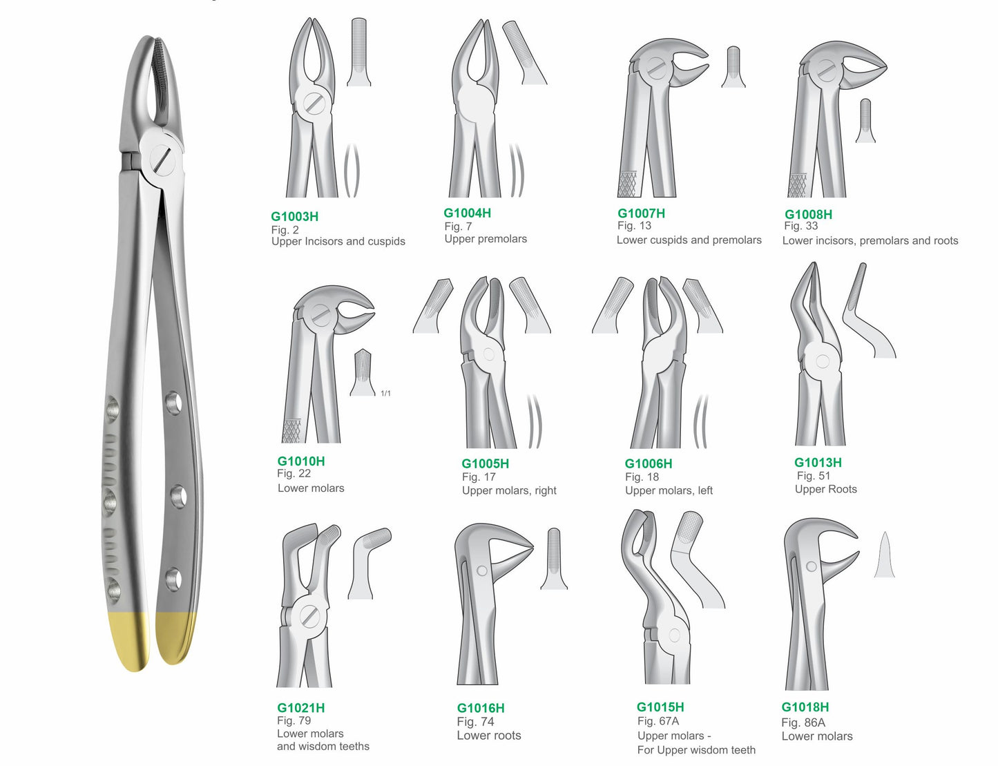 Premium Set of 12 Dental Extraction Forceps G1001H Hole Handle | Complete Surgical Tooth Extraction Instruments Set Pakistan