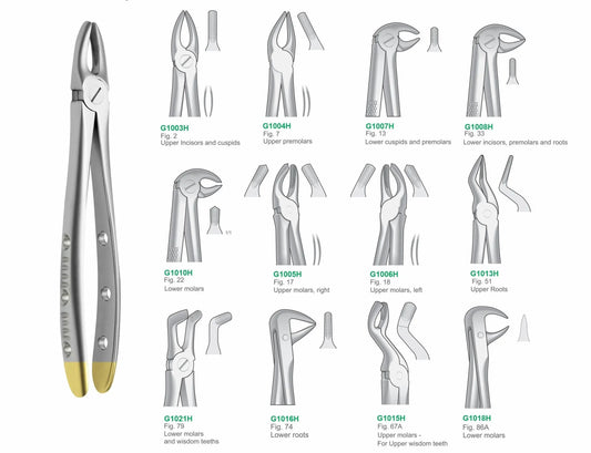 Premium Set of 12 Dental Extraction Forceps G1001H Hole Handle | Complete Surgical Tooth Extraction Instruments Set Pakistan GIM Instruments