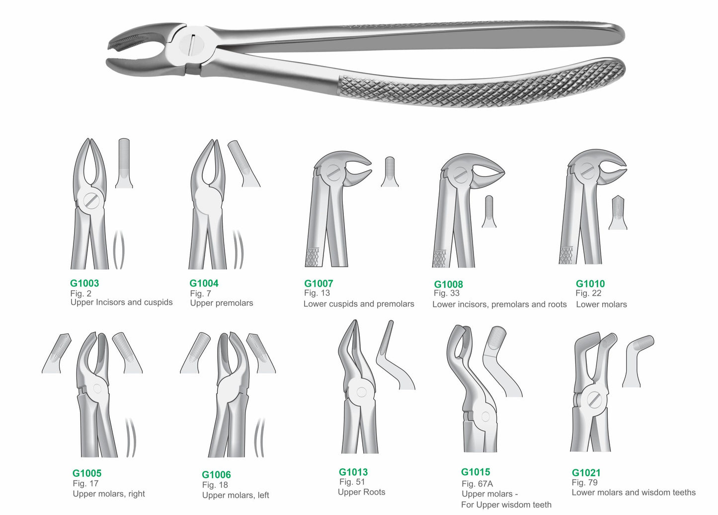 Set of 10 Dental Extraction Forceps G1001 | Complete Surgical Tooth Extraction Instruments Set Pakistan
